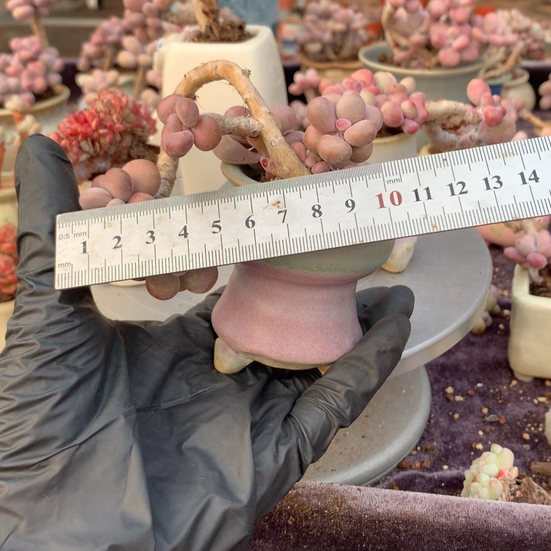 60号带盆偏远地区不包邮的