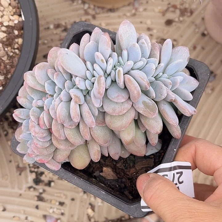 粉兔缀2752多肉植物