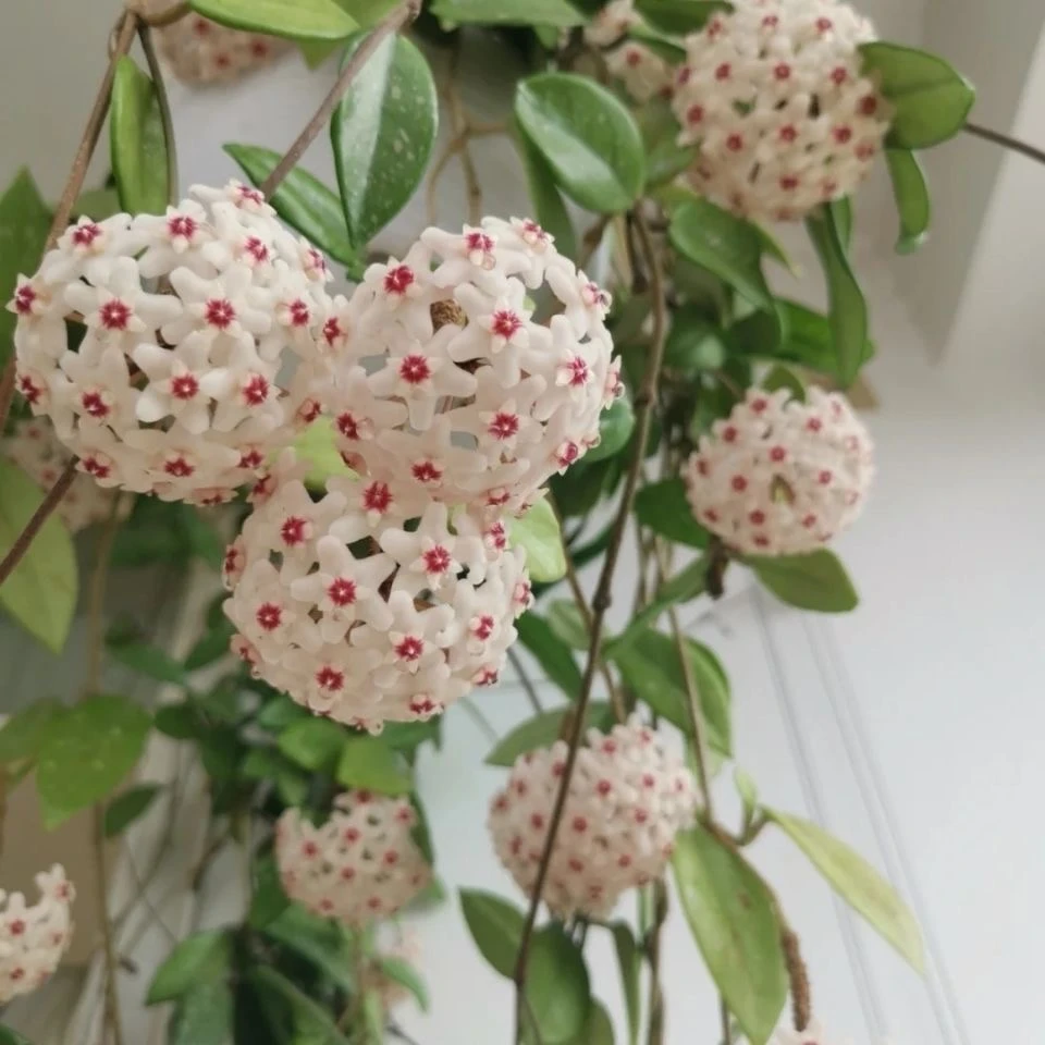 绿叶粉球兰绿植室内阳台客厅卧室绿植花卉开花净化空气懒人好养