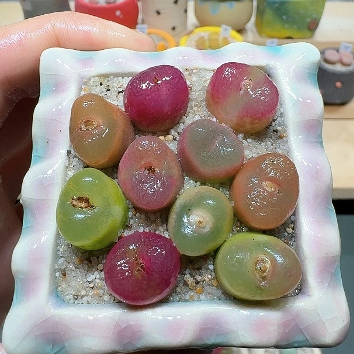 红陶蘑菇732毛汉尼