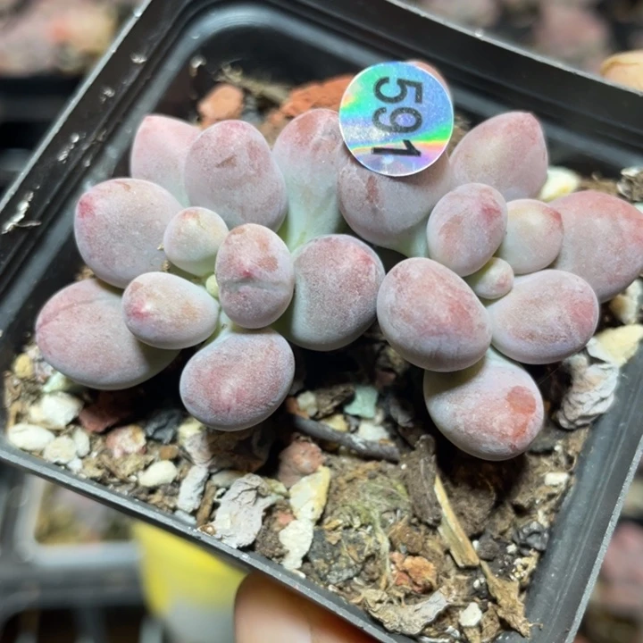 仙子奶酪多肉植物
