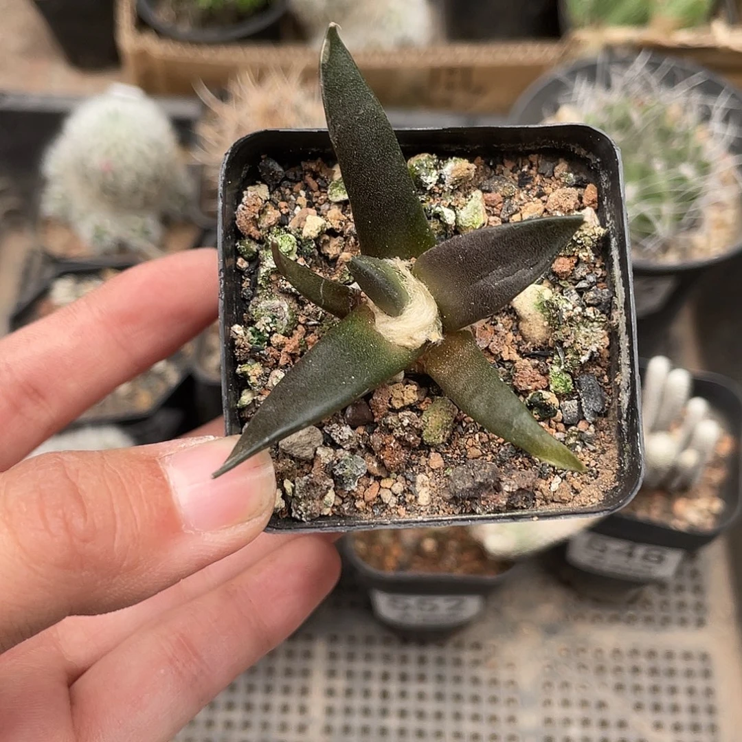 553实生岩牡丹仙人球