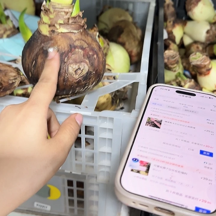 启示录花后球8公分带花箭