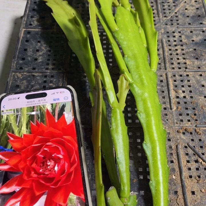 当前无花栽培后可以开花838