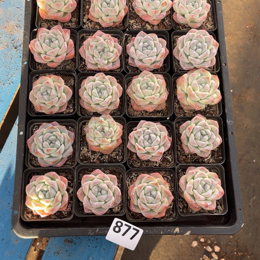 悠***然877号新疆西藏内蒙古不包邮