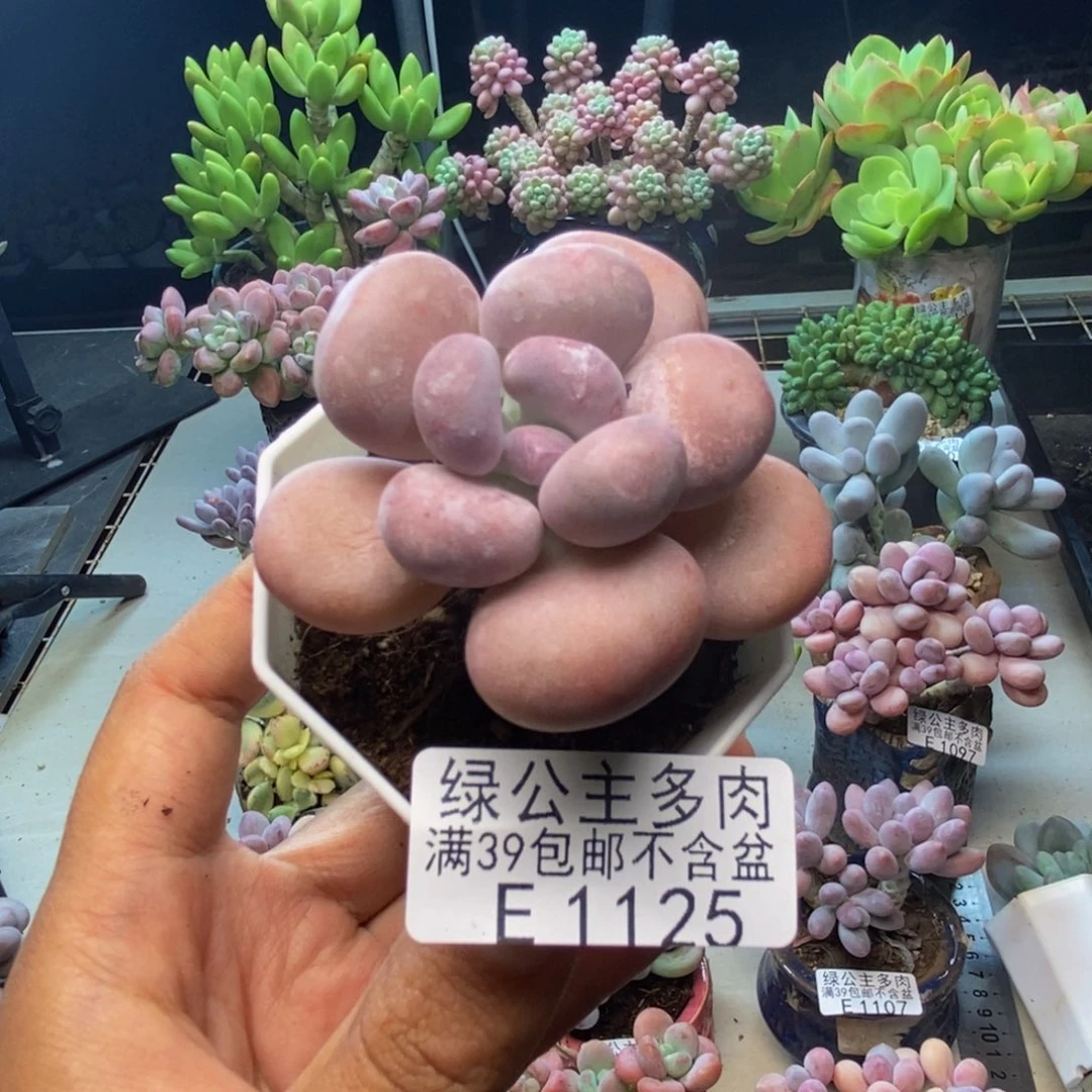 125达摩奶多肉4c m