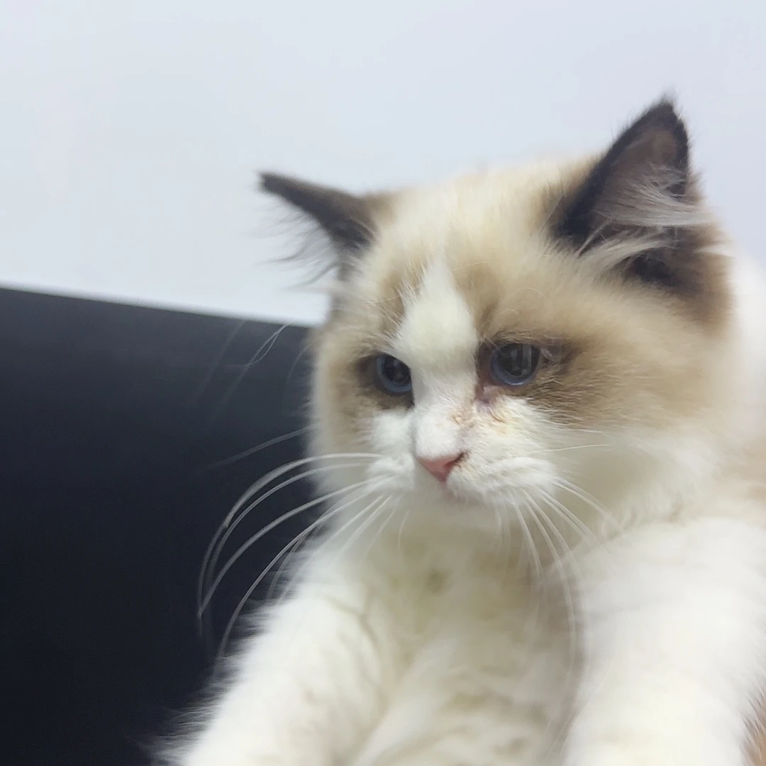 布偶猫海双布偶弟弟