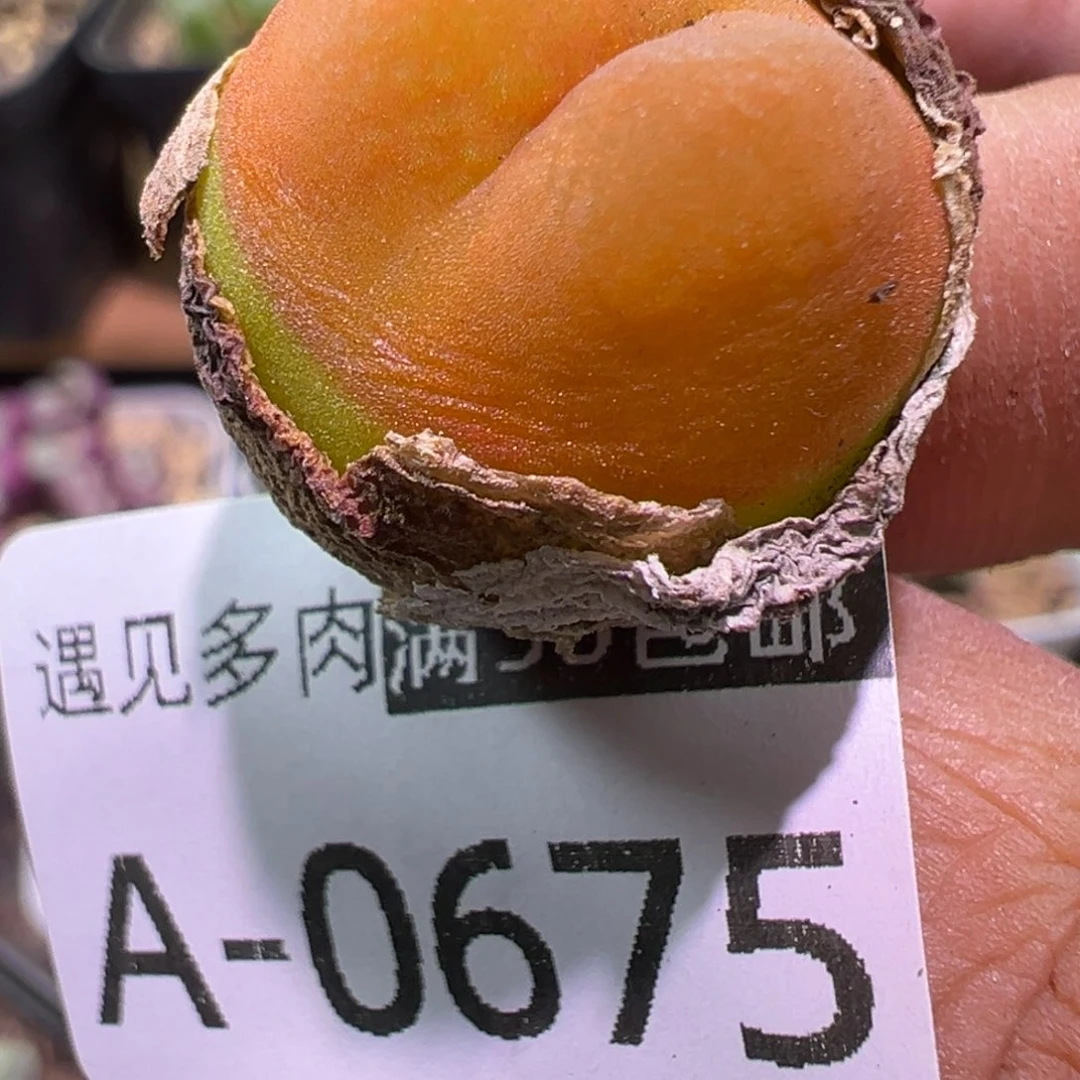 肉植物111多种111