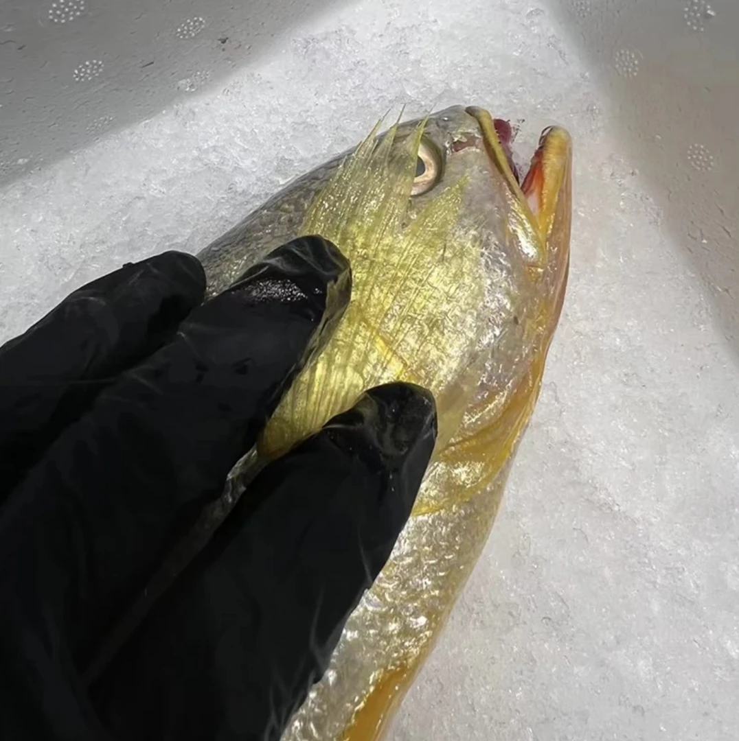 【半野生组合】2条1.4左右野生 1条1.6普通