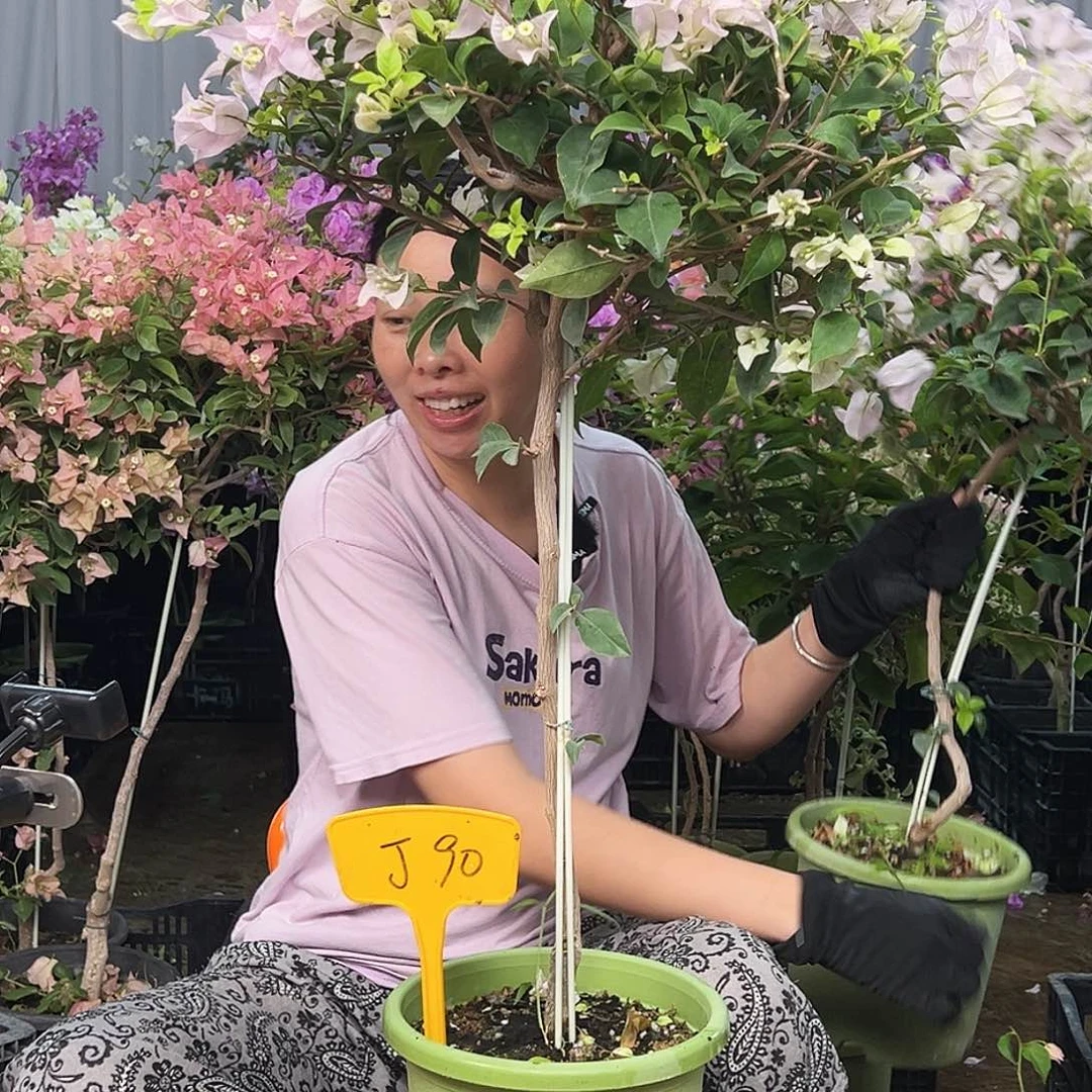 寿***岗大部分花苞少量开放J90苹果花