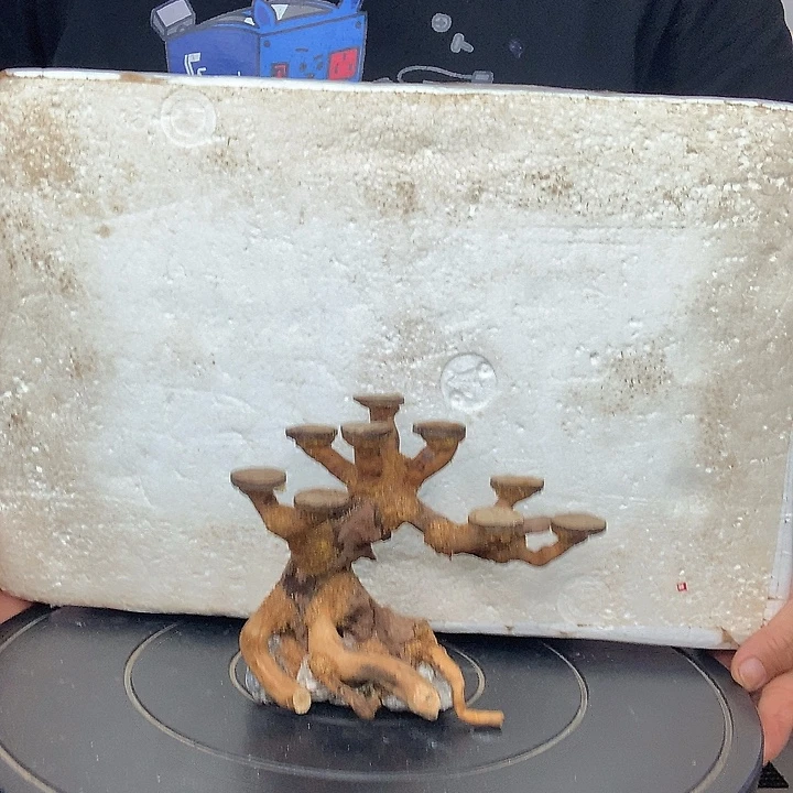儿****莫斯树36哈哈哈哈哈哈哈