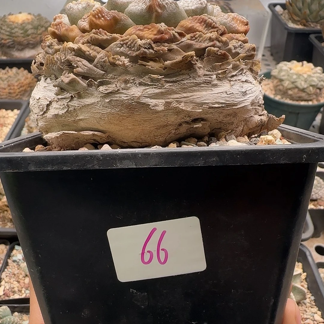 仙人球 111111111111111