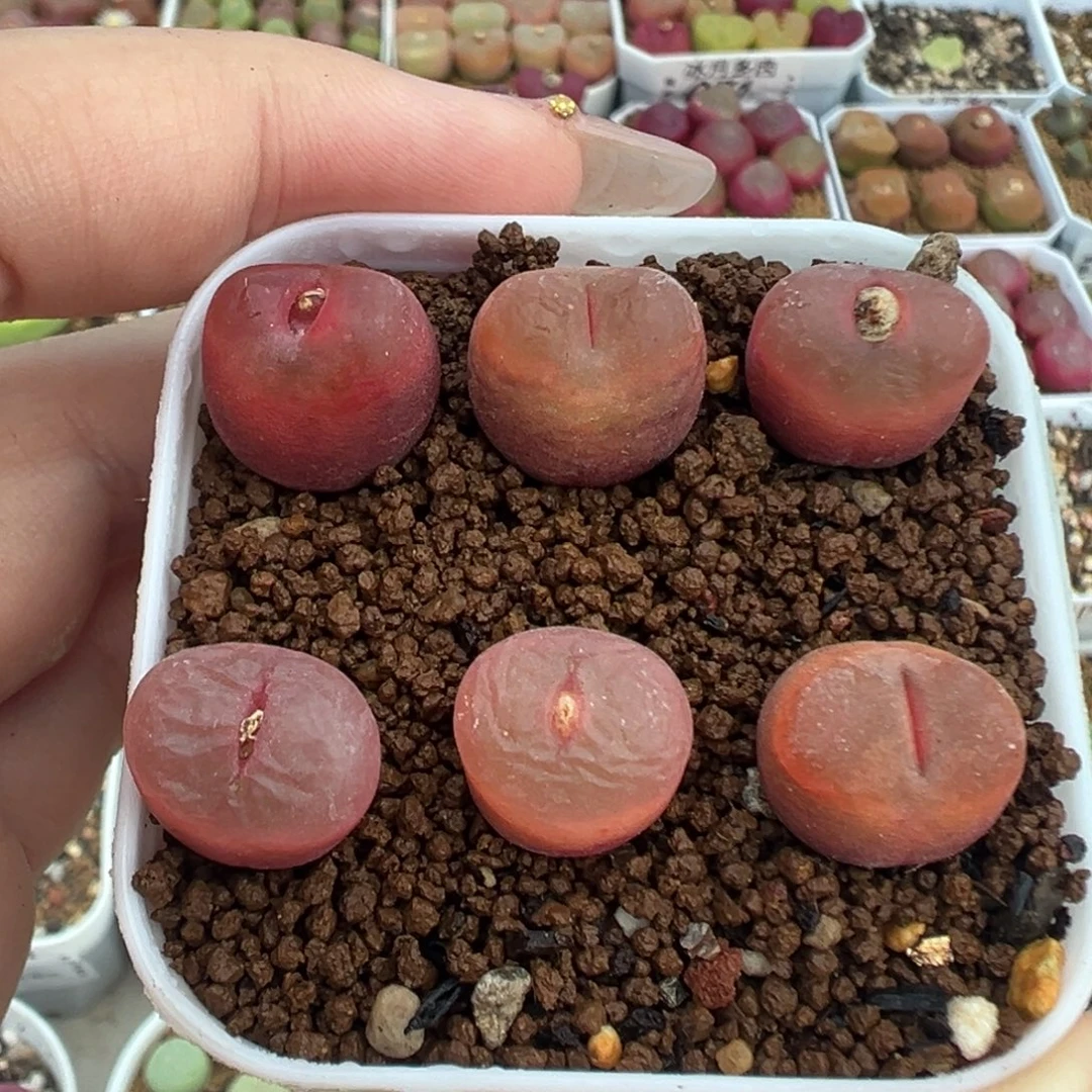 159吕红六颗裸根发货