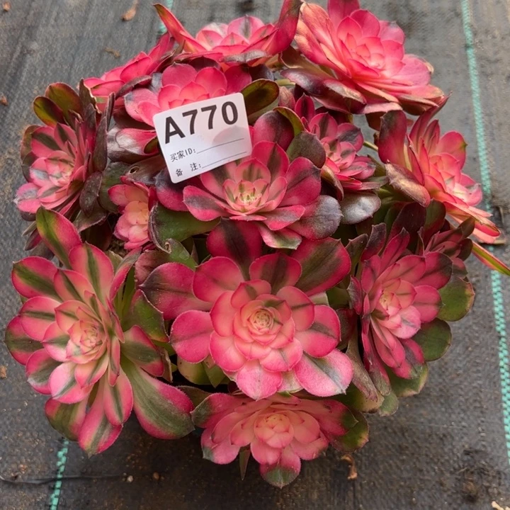 770荔枝22厘米左右