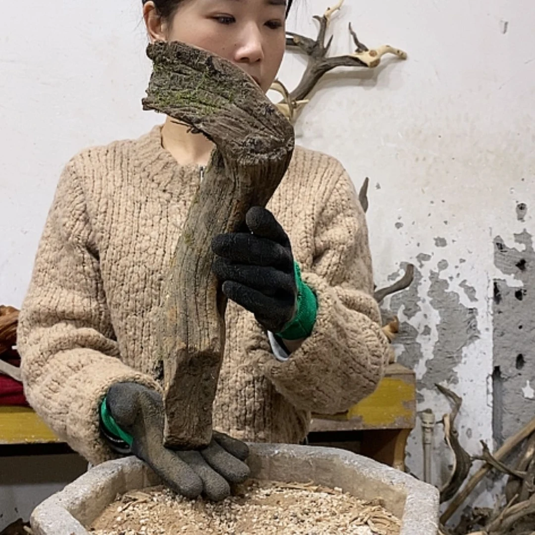 【闪购商品】柏木上****啦我们都是好孩子