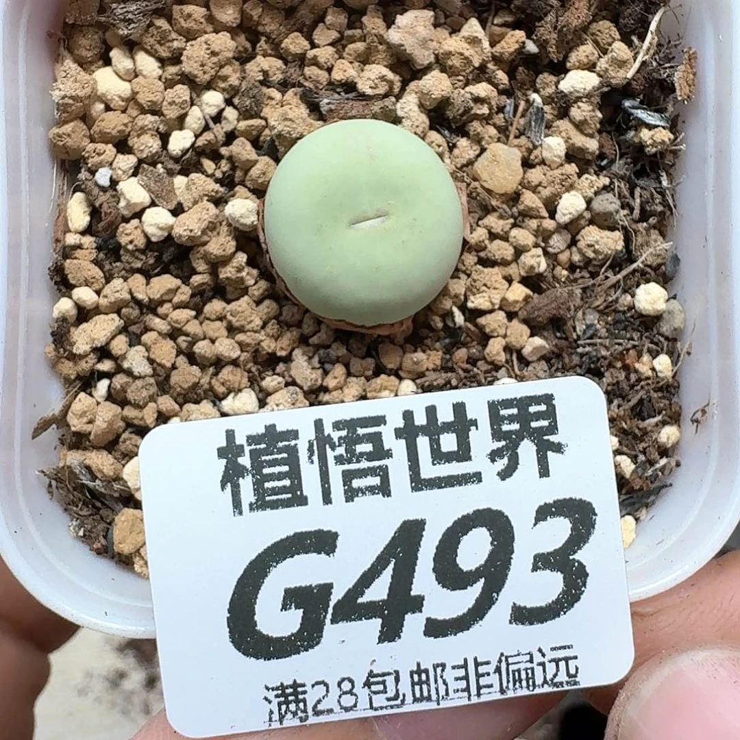 多肉W的植物哇dfbj