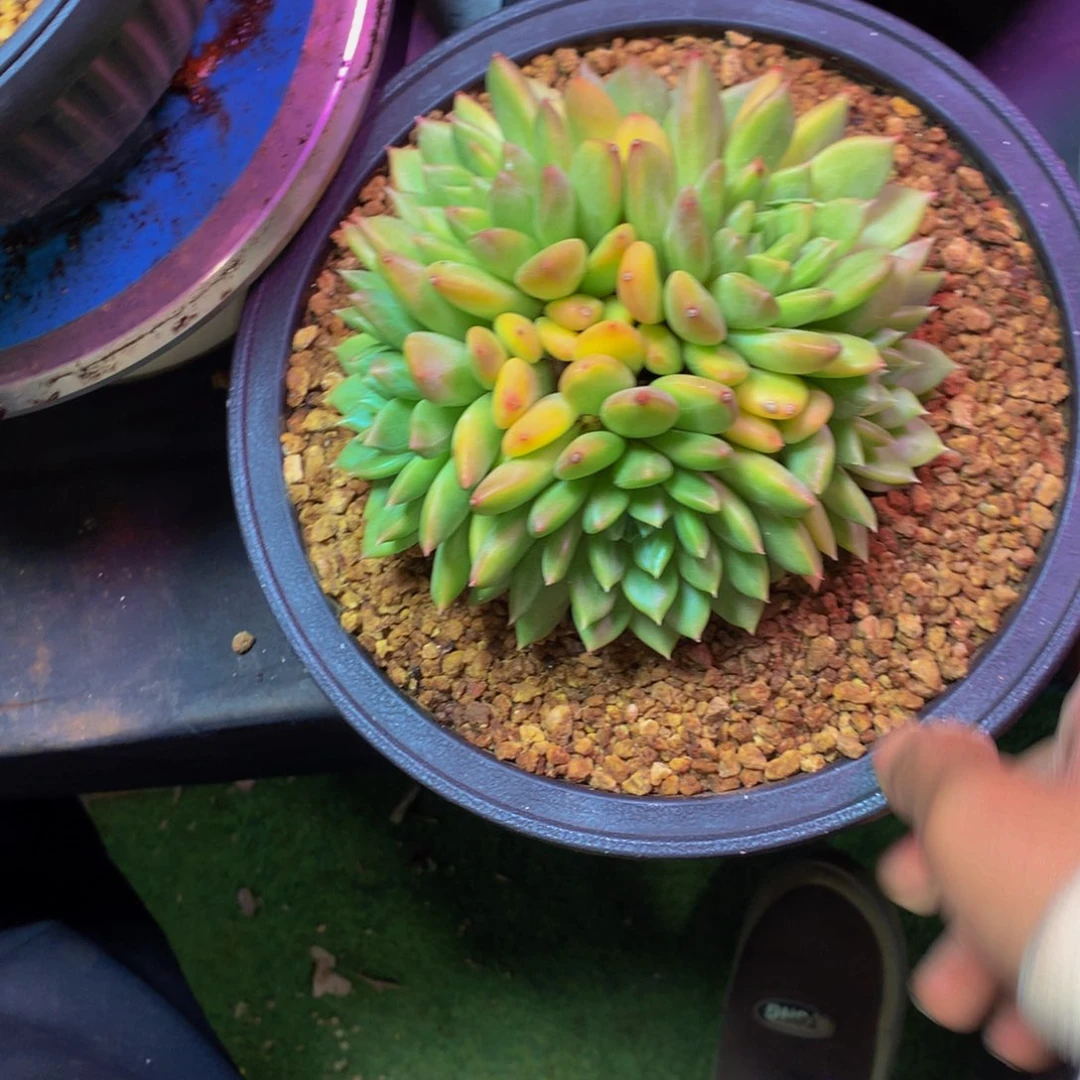 一***条哈哈哈哈哈哈哈哈哈哈哈哈