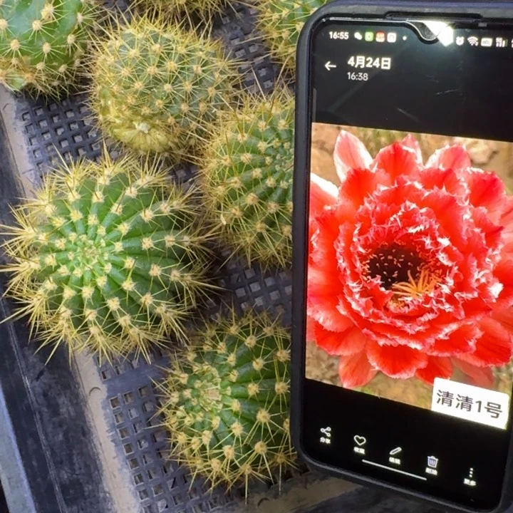 40毛花柱清1号歪5公分左右无根侧牙，20包邮