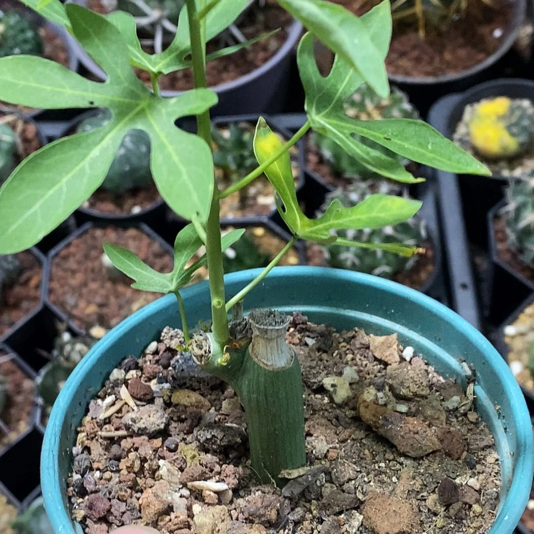 孤品扦插毒腺曼福利