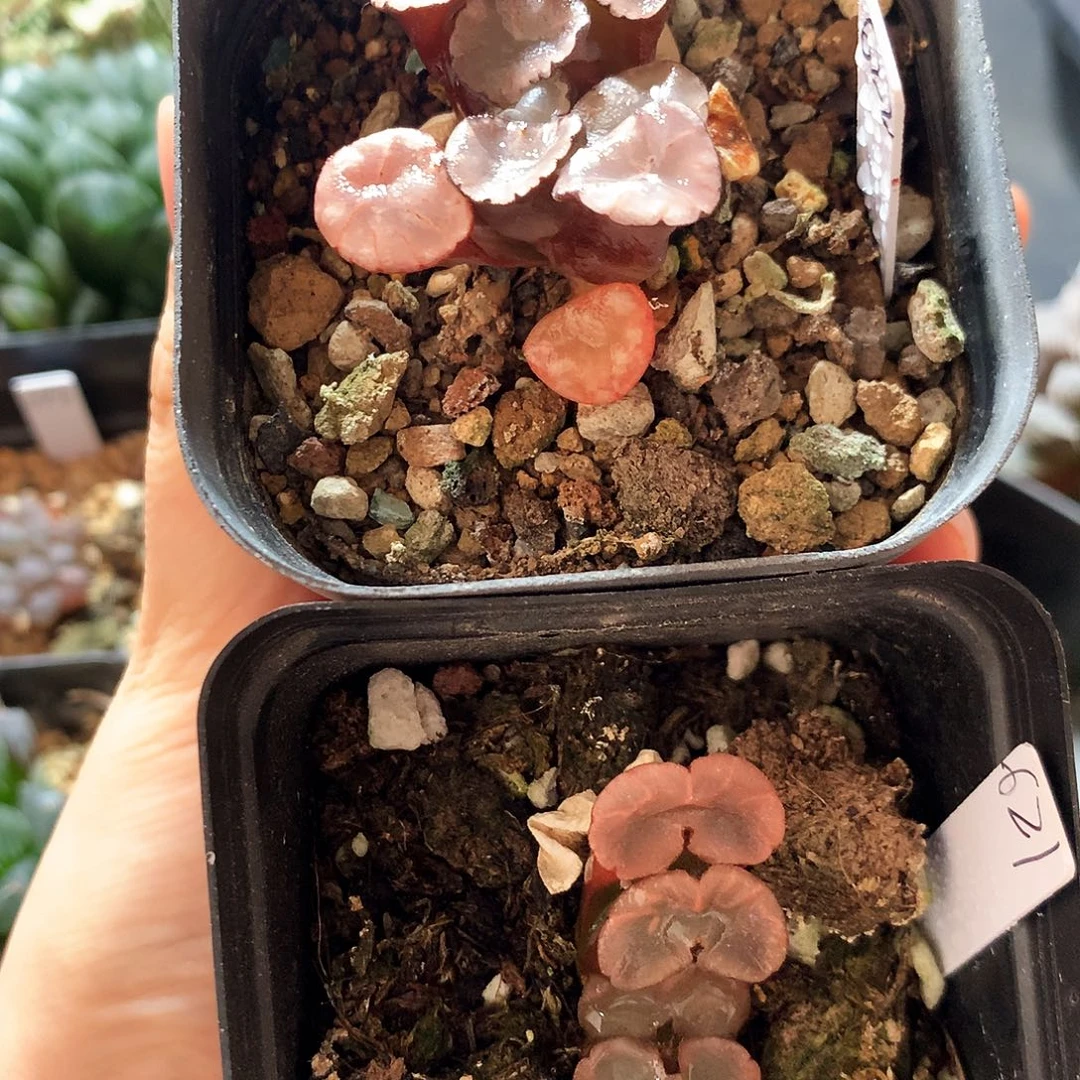 两颗，一物一拍，带盆带土