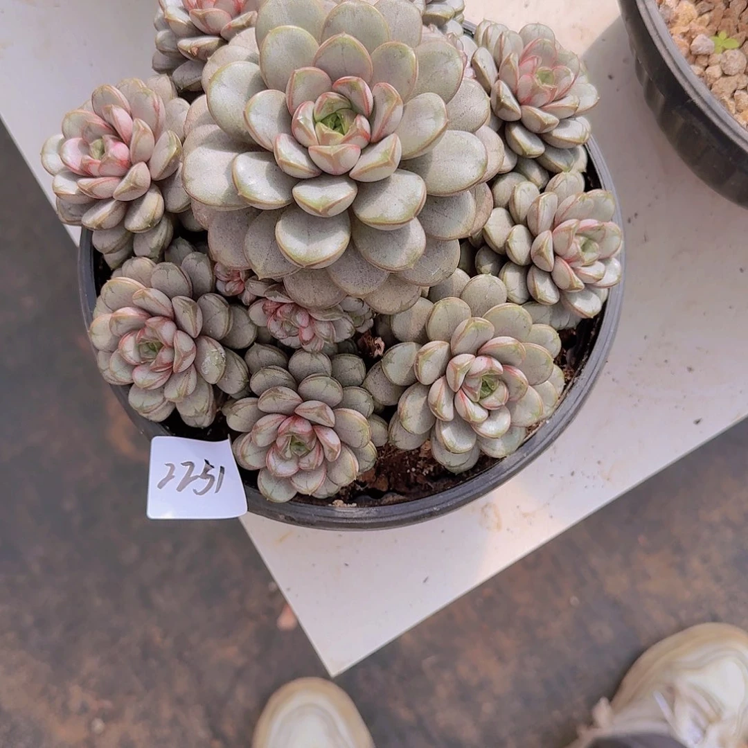 白***哥2251葡萄多肉植物