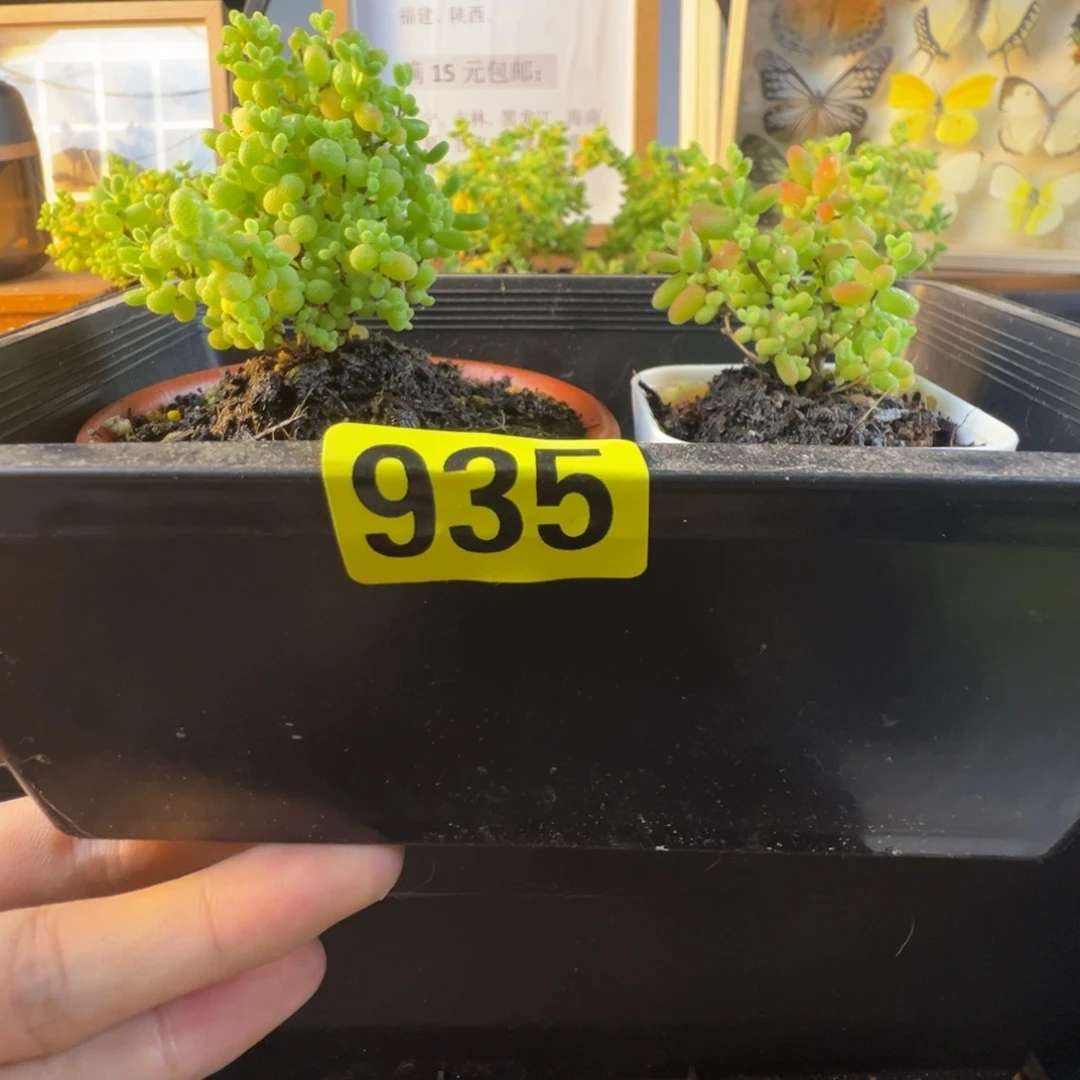 余***生枝干番杏多肉植物928