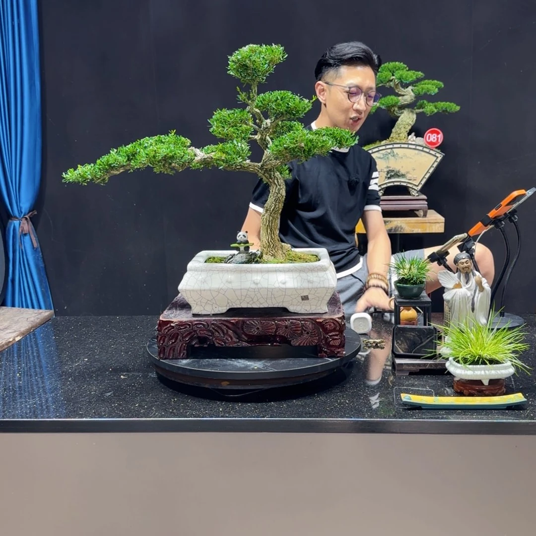 玉***柜无花朵黄杨室内室外盆景艺术