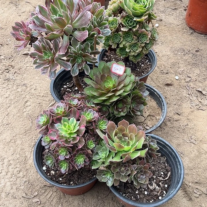 547多肉植物组合，