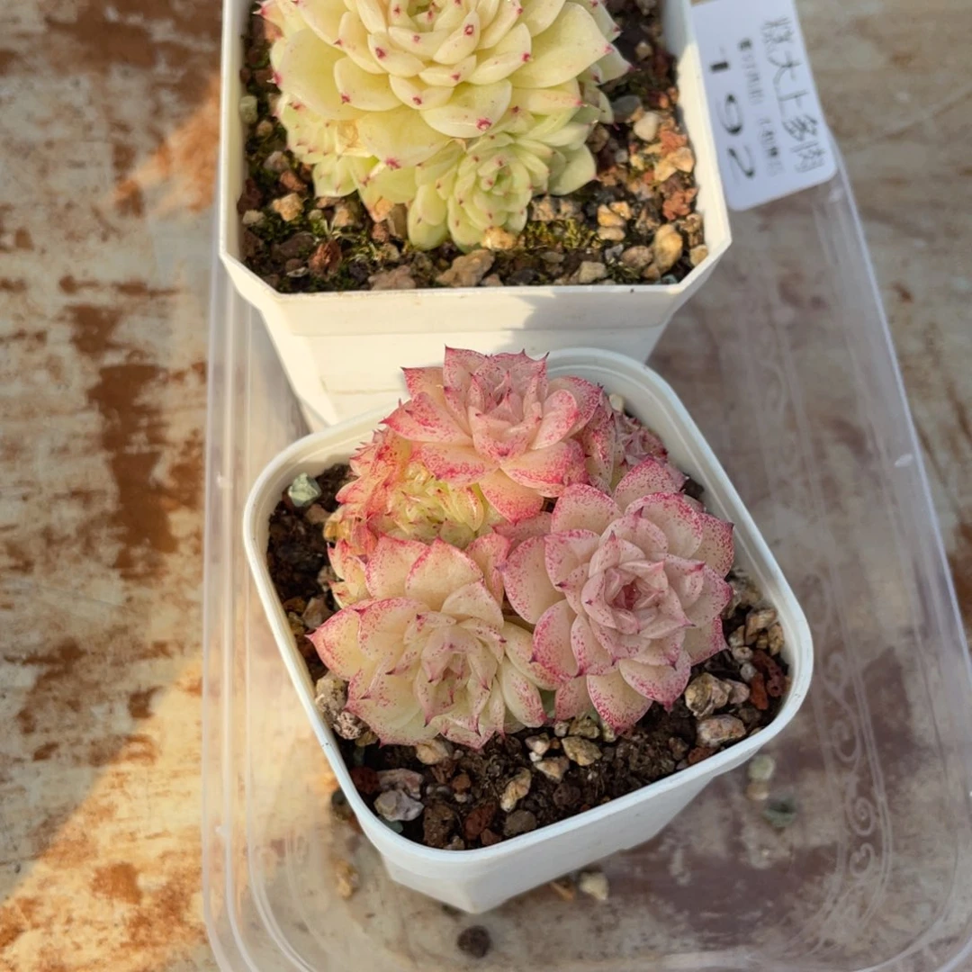 娟***笑糕大上多肉植物192