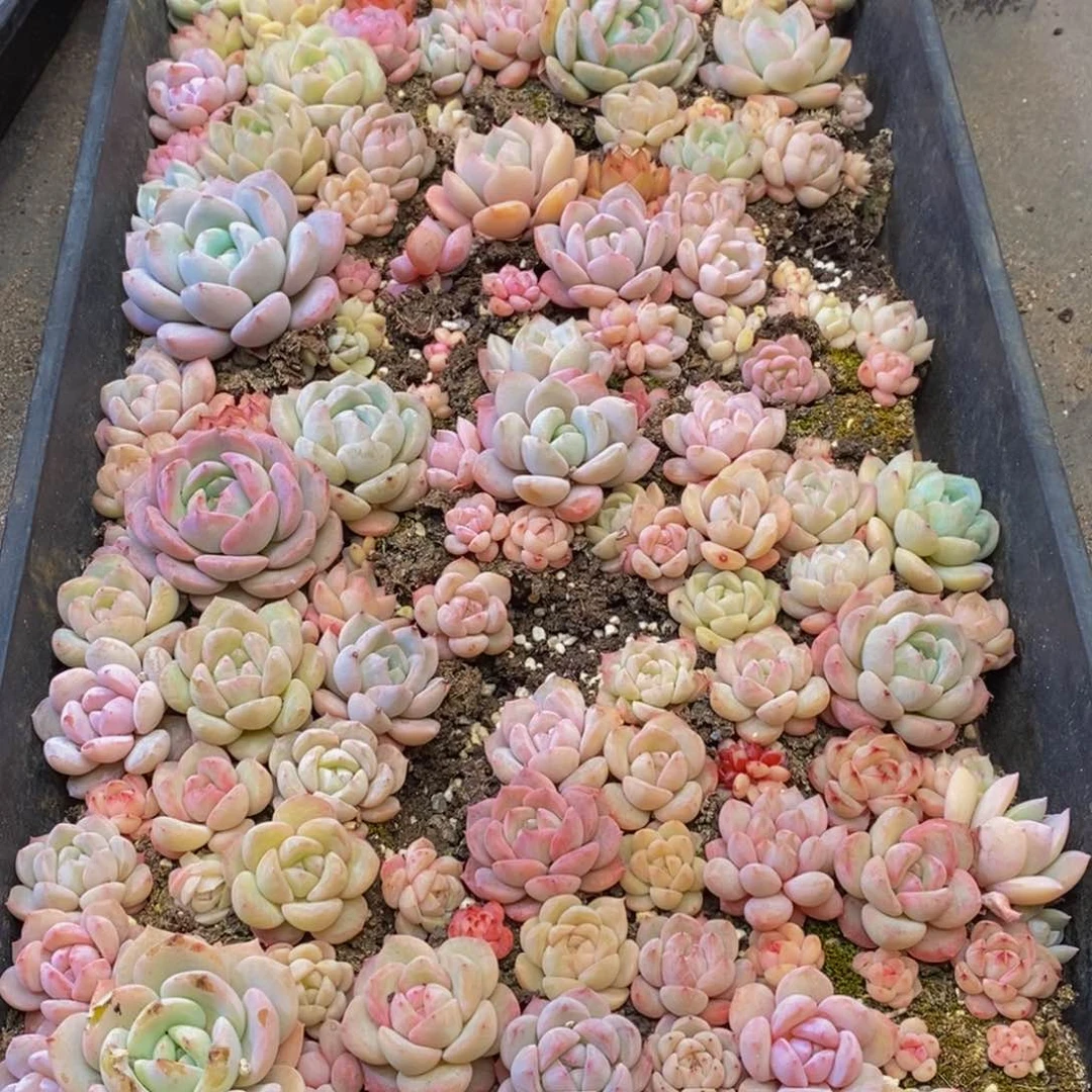 500的杂物的地方放松