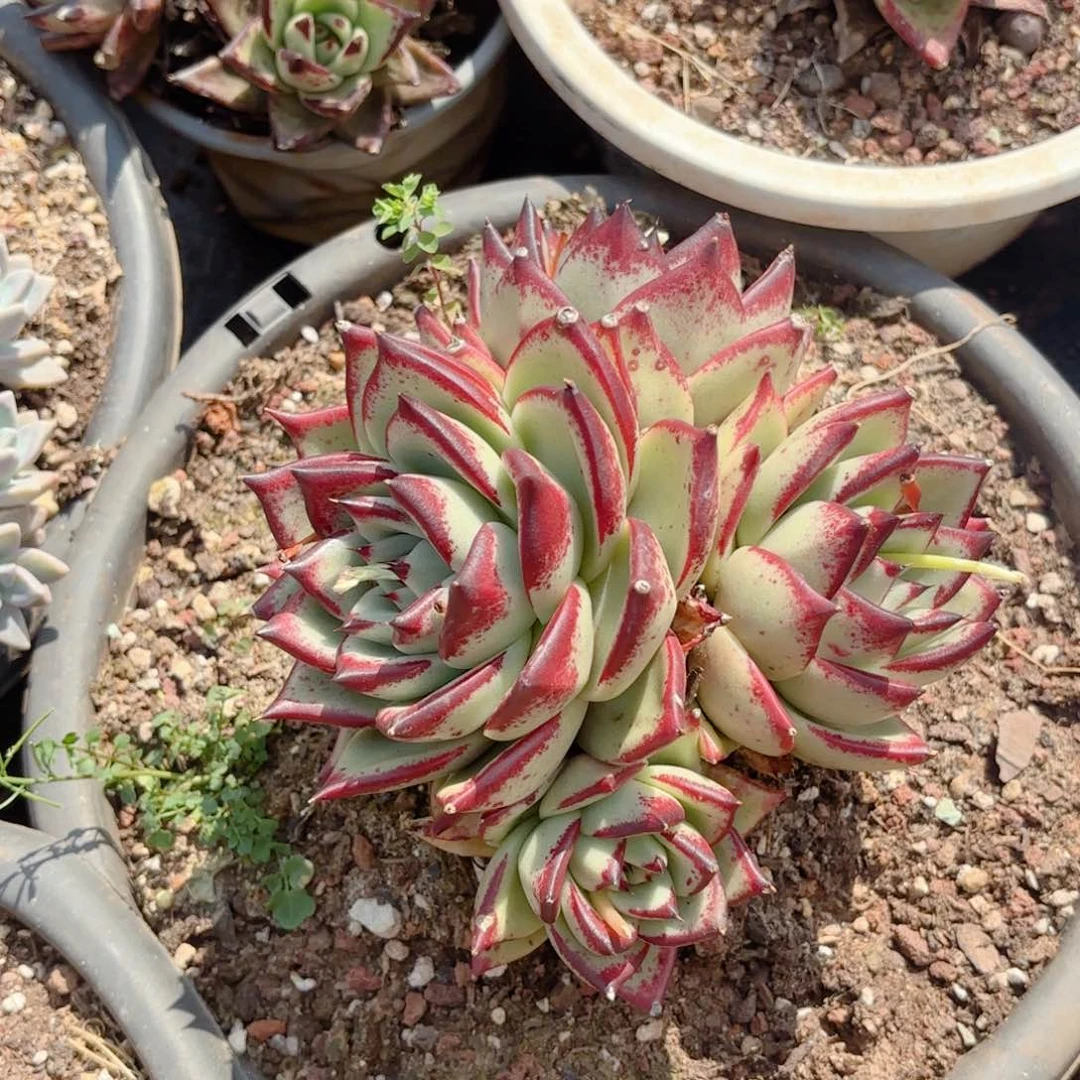 白玫瑰。          15。