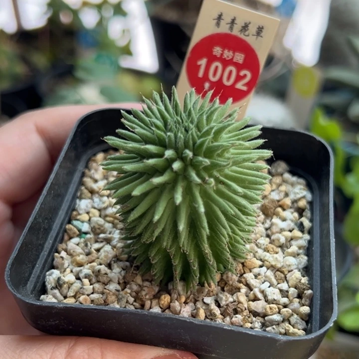 实生海胆大戟3.8cm一棵仙人球