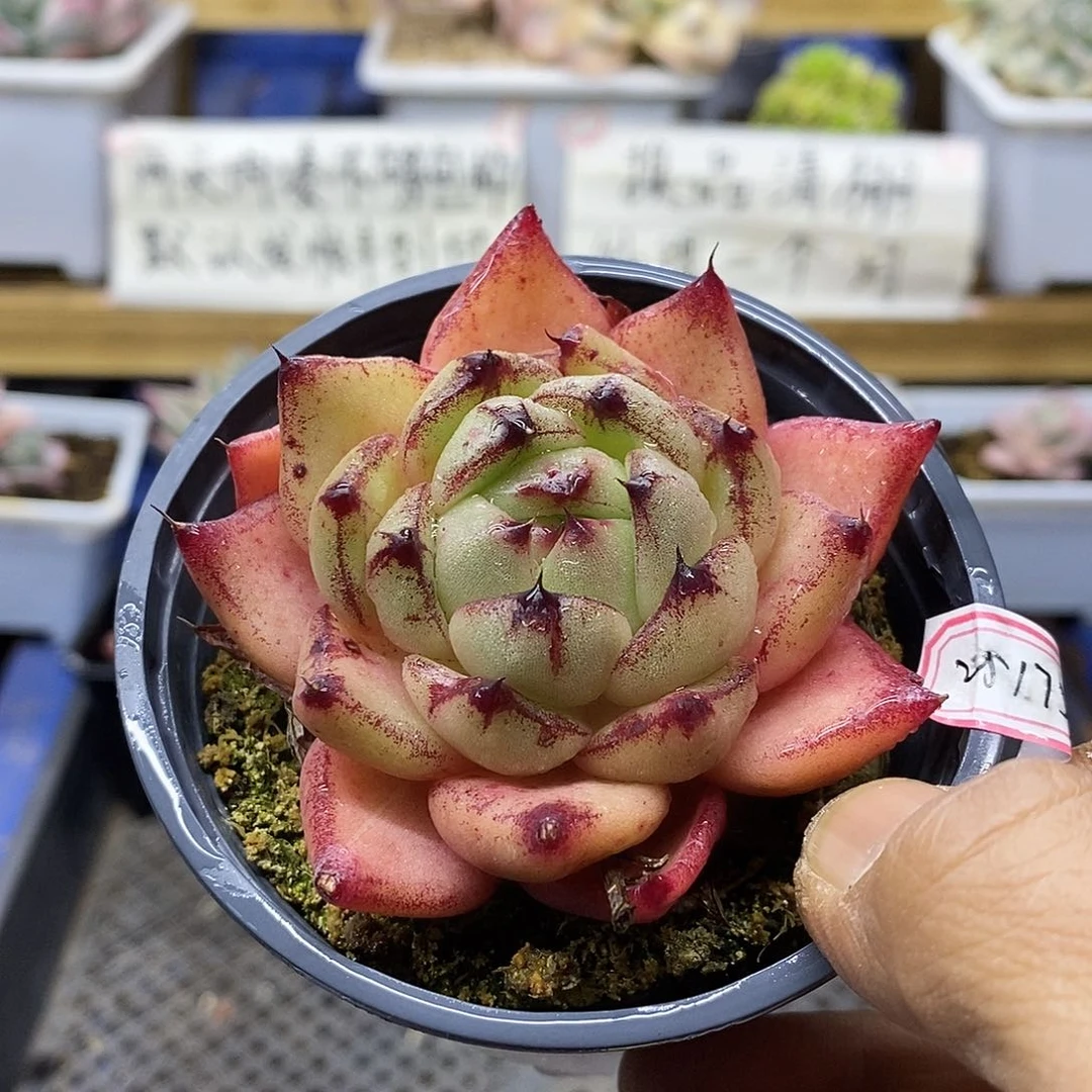 25175 精选杂交多肉