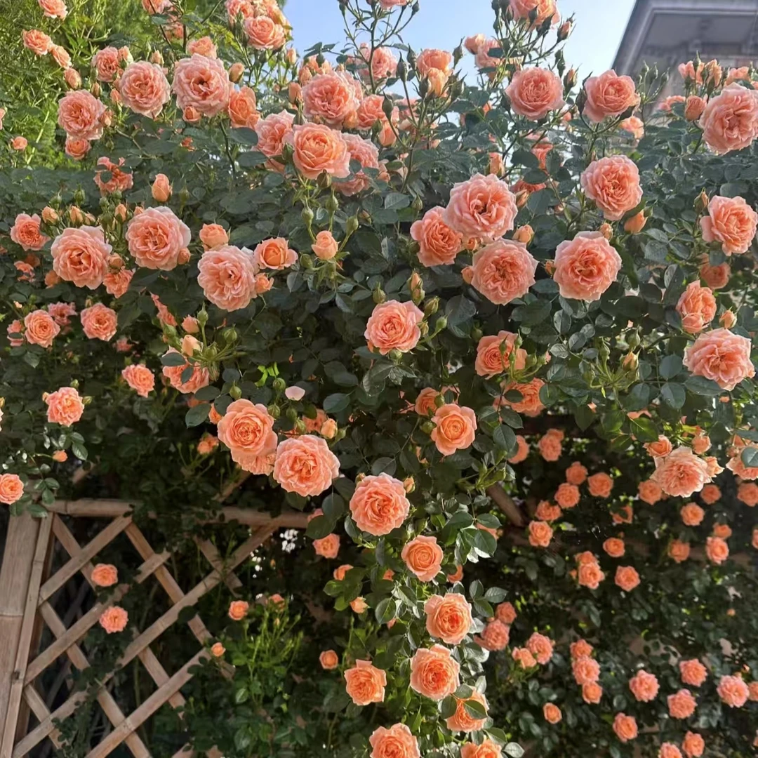 【甜梦】藤本月季 浓香型 爬藤蔷薇花 多头勤花