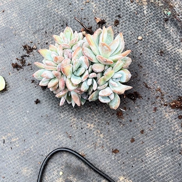 海***盗奶茶店的时候再说