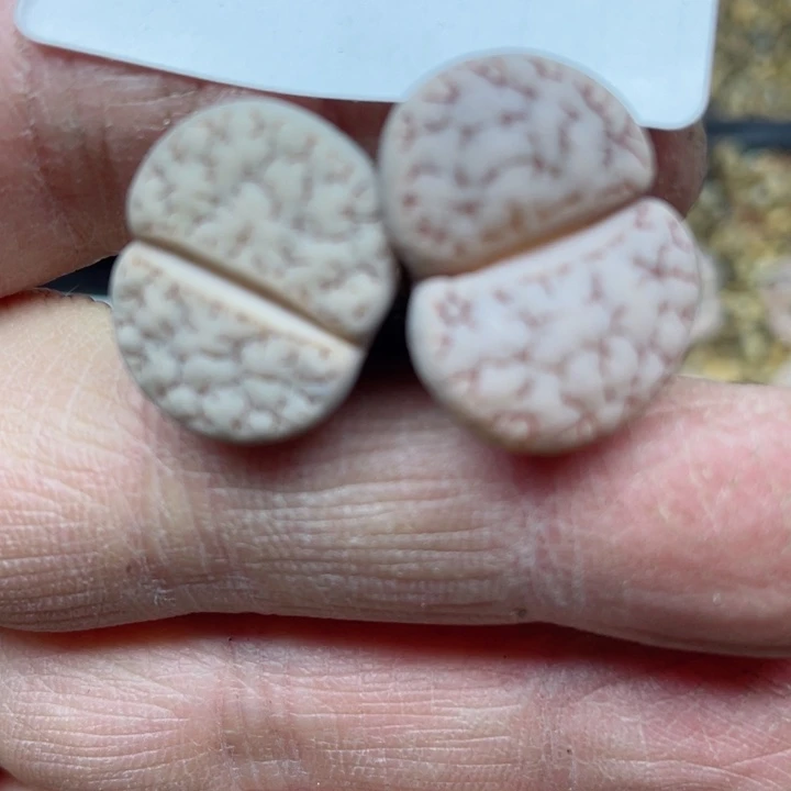 鲸*?104荒玉两颗l l l l l l l l