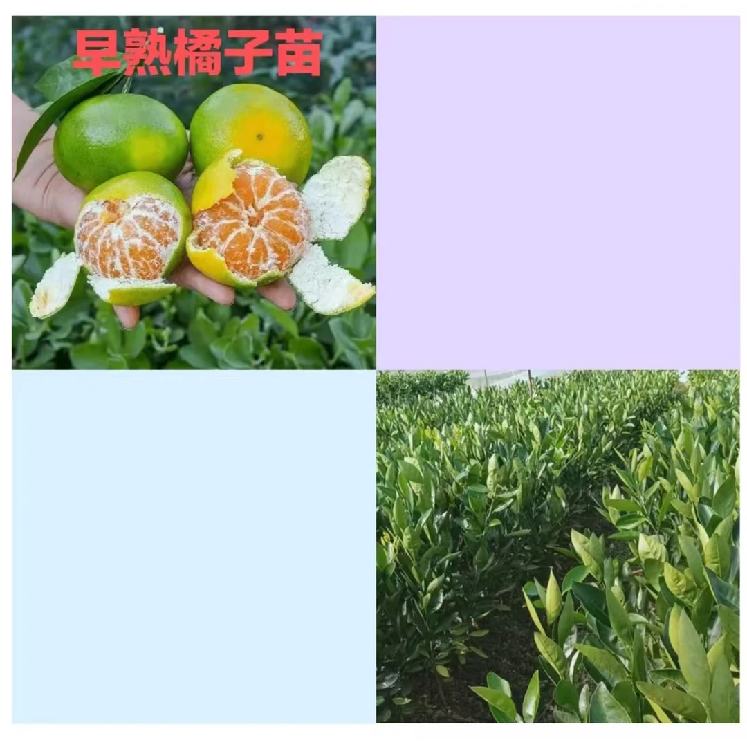 正宗赣南蜜橘子苗特早熟橘子苗无籽薄皮江西蜜桔苗赣南寻乌蜜桔苗