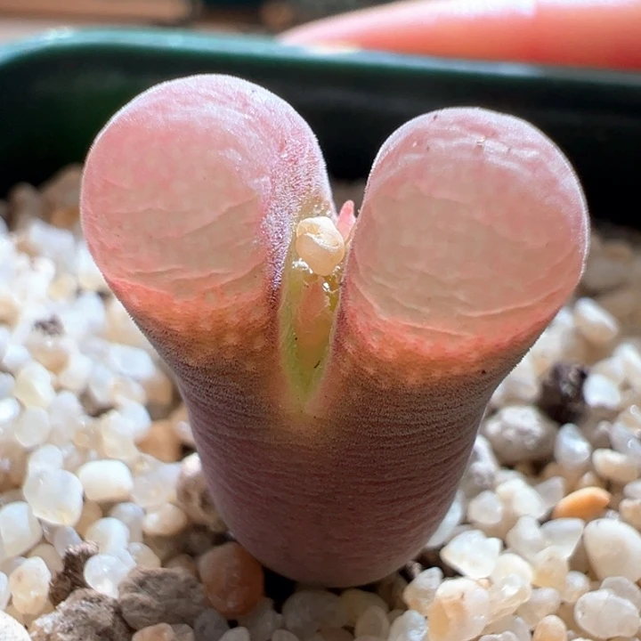 462 青蛙3年pv1089鲑鱼粉 冰魄粉体。8.5折后价