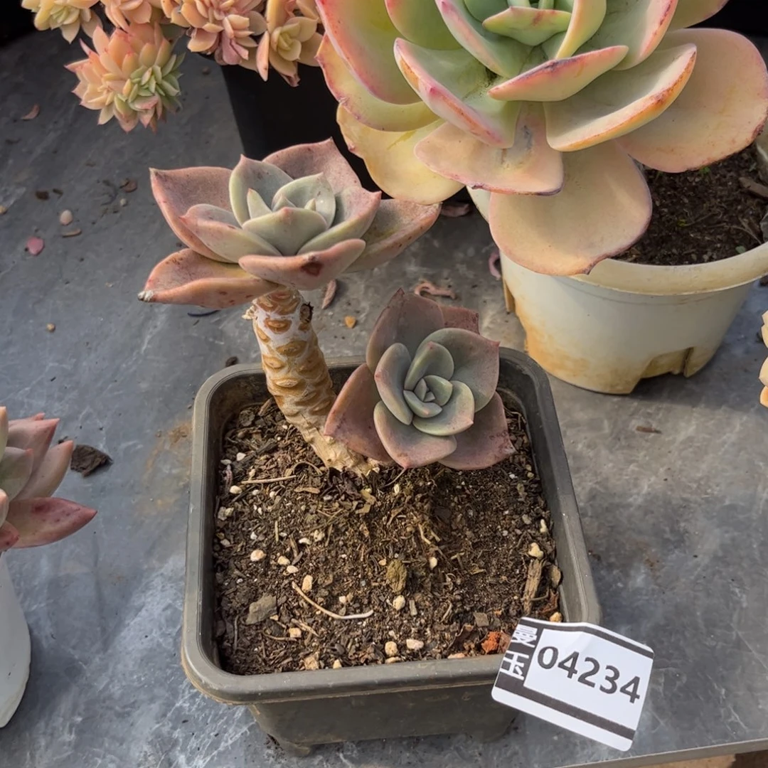 旭贺多肉植物04234