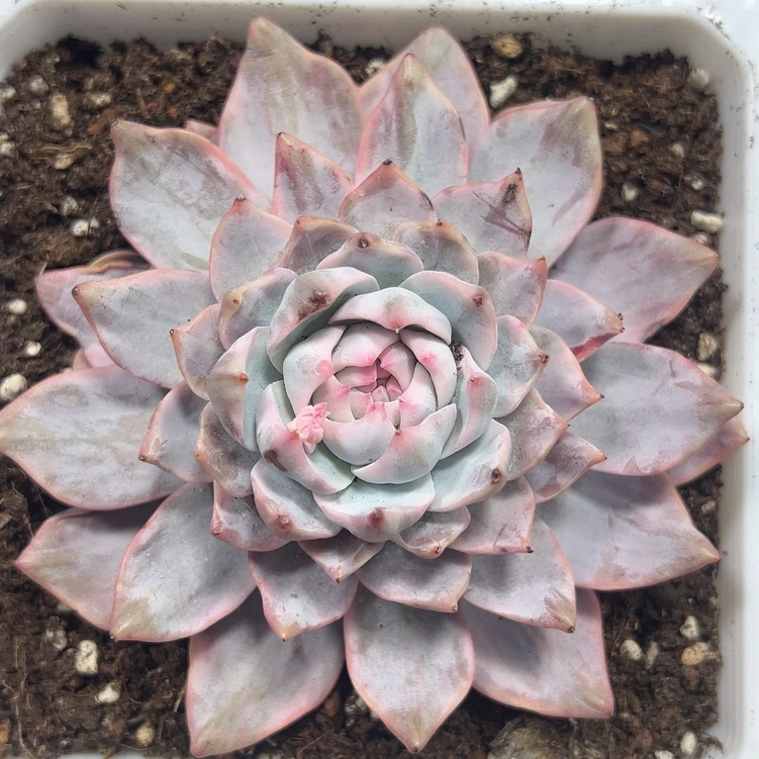 粉蓝鸟锦多肉植物