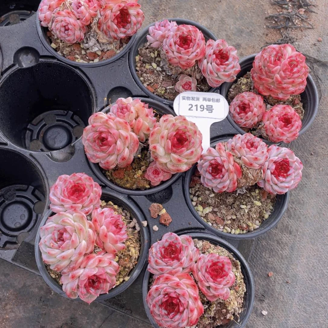 219号红丝绒糖心韩版天鹅绒群生老桩一个