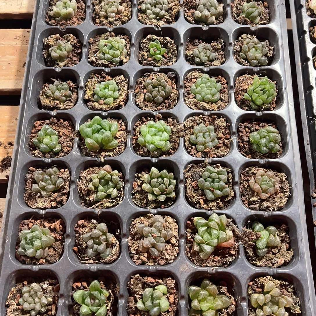 直播福利一物一拍203