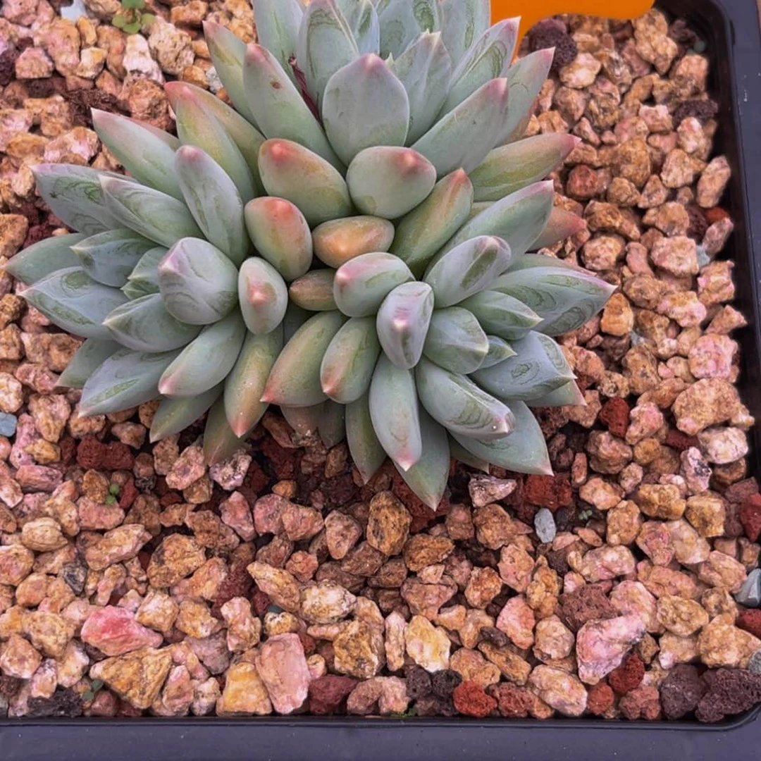 52513下午多肉植物群生