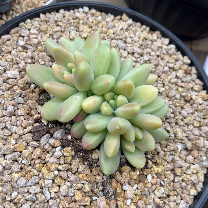 橙色奇迹 夏鸣园艺