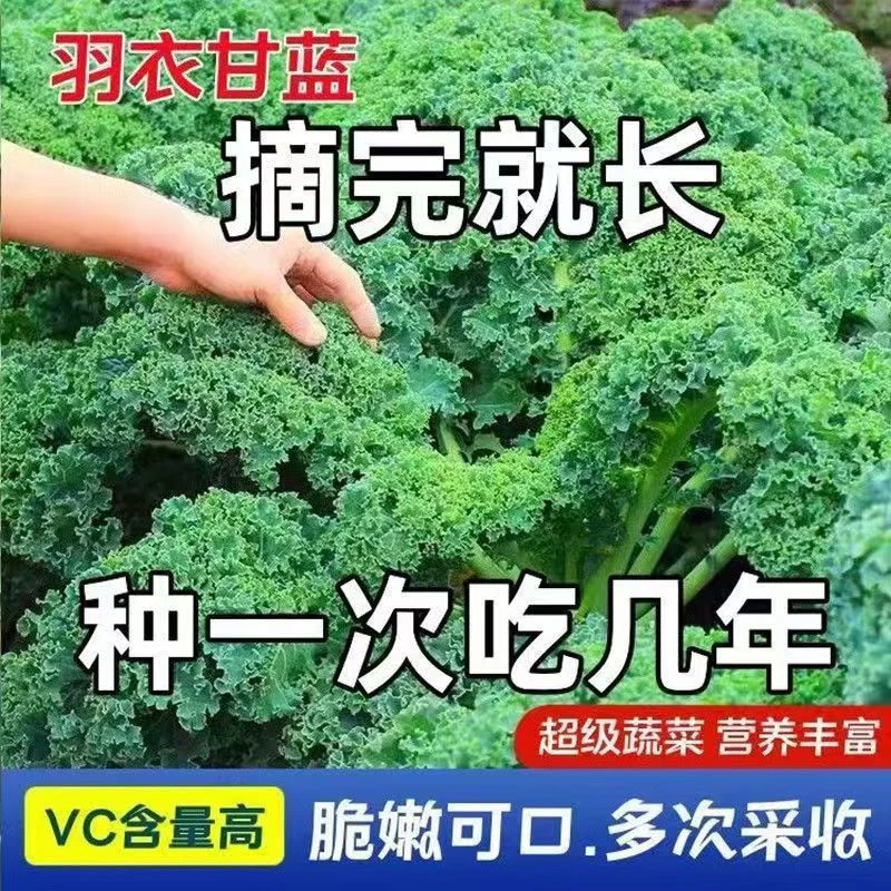 耐寒高产可观赏食用绿羽衣甘蓝秧苗适合盆栽种植