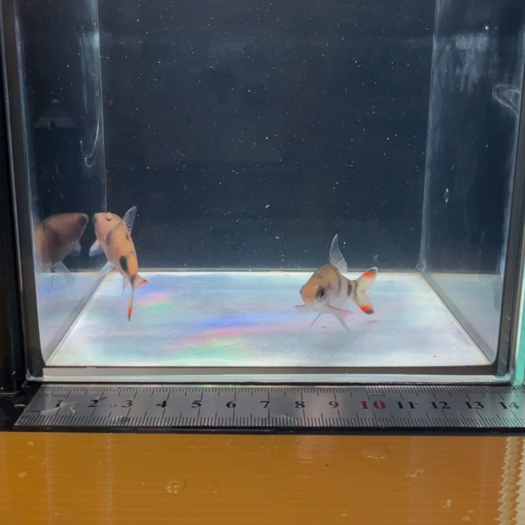 海水梦幻黑影道人000000006.8cm