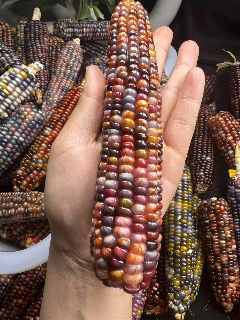 宝石玉米 血丝玉米文玩玉米