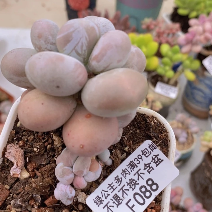 橙奶088多肉植物