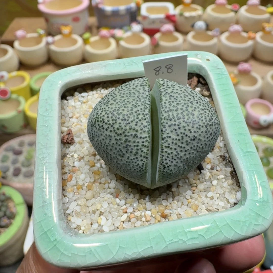 蘑菇1277帝玉多肉植物