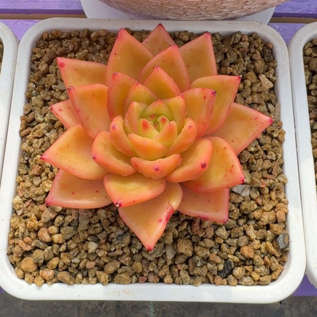黄金粉 单头 一物一拍